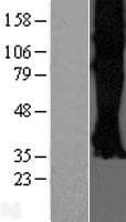 SSTR3 Protein (Over-Expression Lysate Myc-DDK (Flag))