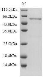 Human HTR1B / 5-HT1B Receptor Protein (Recombinant)