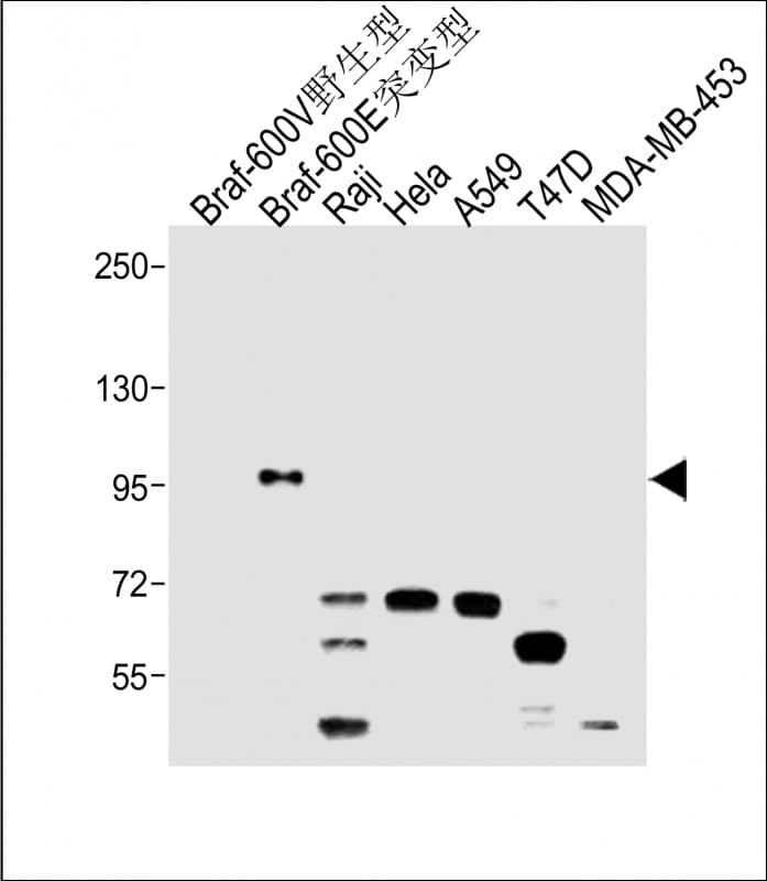 BRAF / B-Raf Antibody