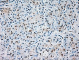 GFAP Antibody (clone OTI4C10)