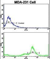 Complement C5 Antibody (aa253-281)