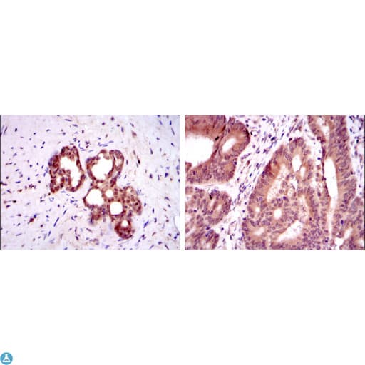 OTX2 Antibody