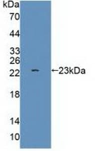 GRIA3 / GLUR3 Antibody (APC, Cy7)