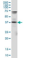 IHC-plus™ Monoclonal Mouse anti-Human PAX5 Antibody (clone 8F9, IHC, WB)