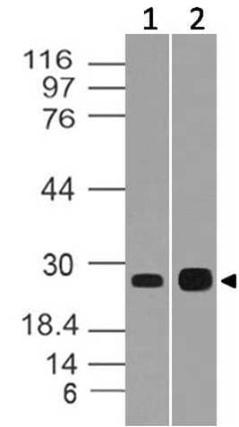 CIDEB Antibody