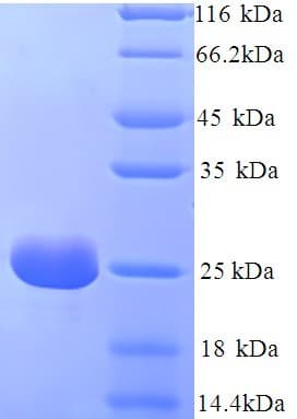 Chicken Riboflavin-Binding Protein (Recombinant His)