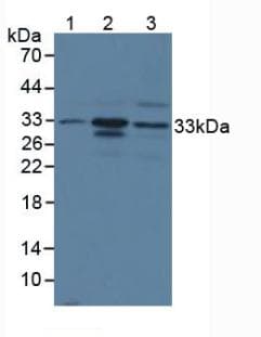 CMA1 / Mast Cell Chymase Antibody (aa9-247)