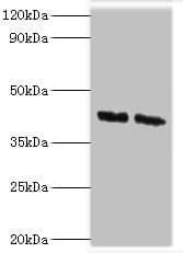 COPS4 / CSN4 Antibody (aa1-310)