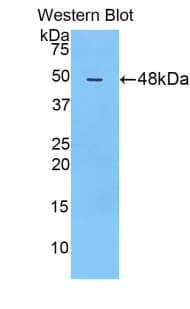 FASLG / Fas Ligand Antibody (aa100-278, APC, Cy7)