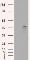 Monoclonal Mouse anti-Human TLDC1 / KIAA1609 Antibody (clone OTI5D9, IHC, IF, WB)