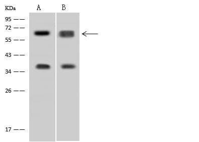 DDX56 Antibody