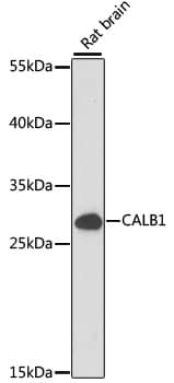 CALB1 / Calbindin Antibody