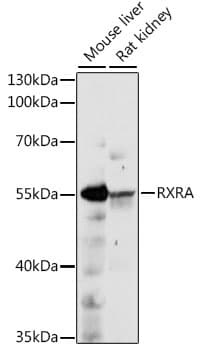 Polyclonal Rabbit anti-Human RXTA / RXR-Alpha Antibody (WB)