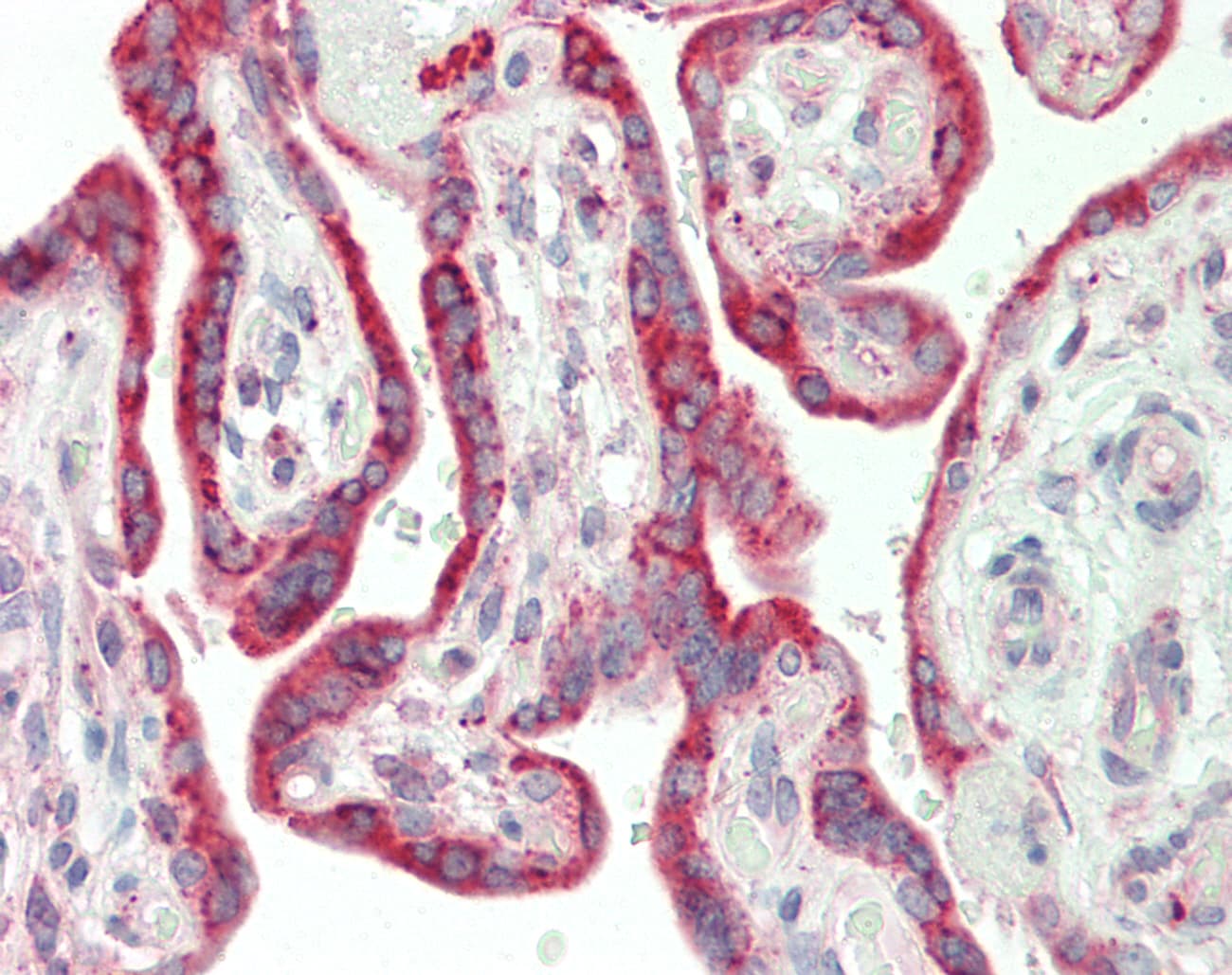 ARHGAP8 Antibody (aa184-233)