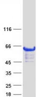 Human CCM2 / Malcavernin Protein (Recombinant Myc-DDK (Flag))