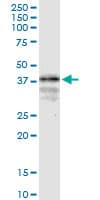 LONRF1 Antibody (clone 1D9)