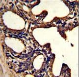 LF / LTF / Lactoferrin Antibody