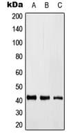 KLF17 Antibody (Internal)