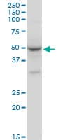 GATA1 Antibody (clone 3G6)