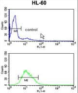RAN Antibody (aa12-39)