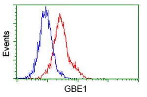 GBE1 Antibody (clone OTI5B7)