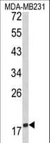 CD28 Antibody (aa182-208)