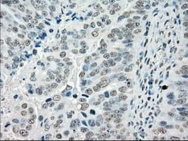 Monoclonal Mouse anti-Human CYPOR / POR Antibody (clone OTI3F10, IHC, IF, WB)
