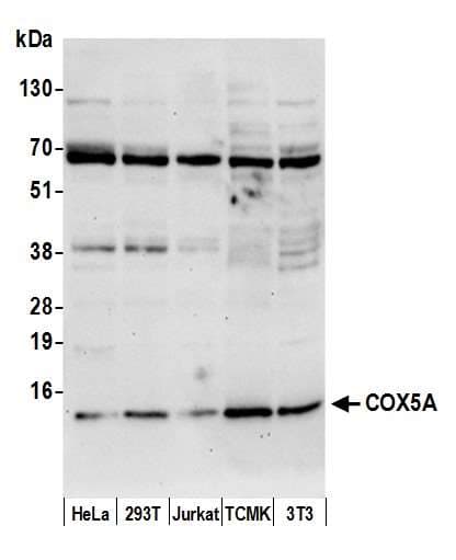 COX5A Antibody (aa100-150)