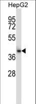 CIAO1 Antibody (aa155-183)