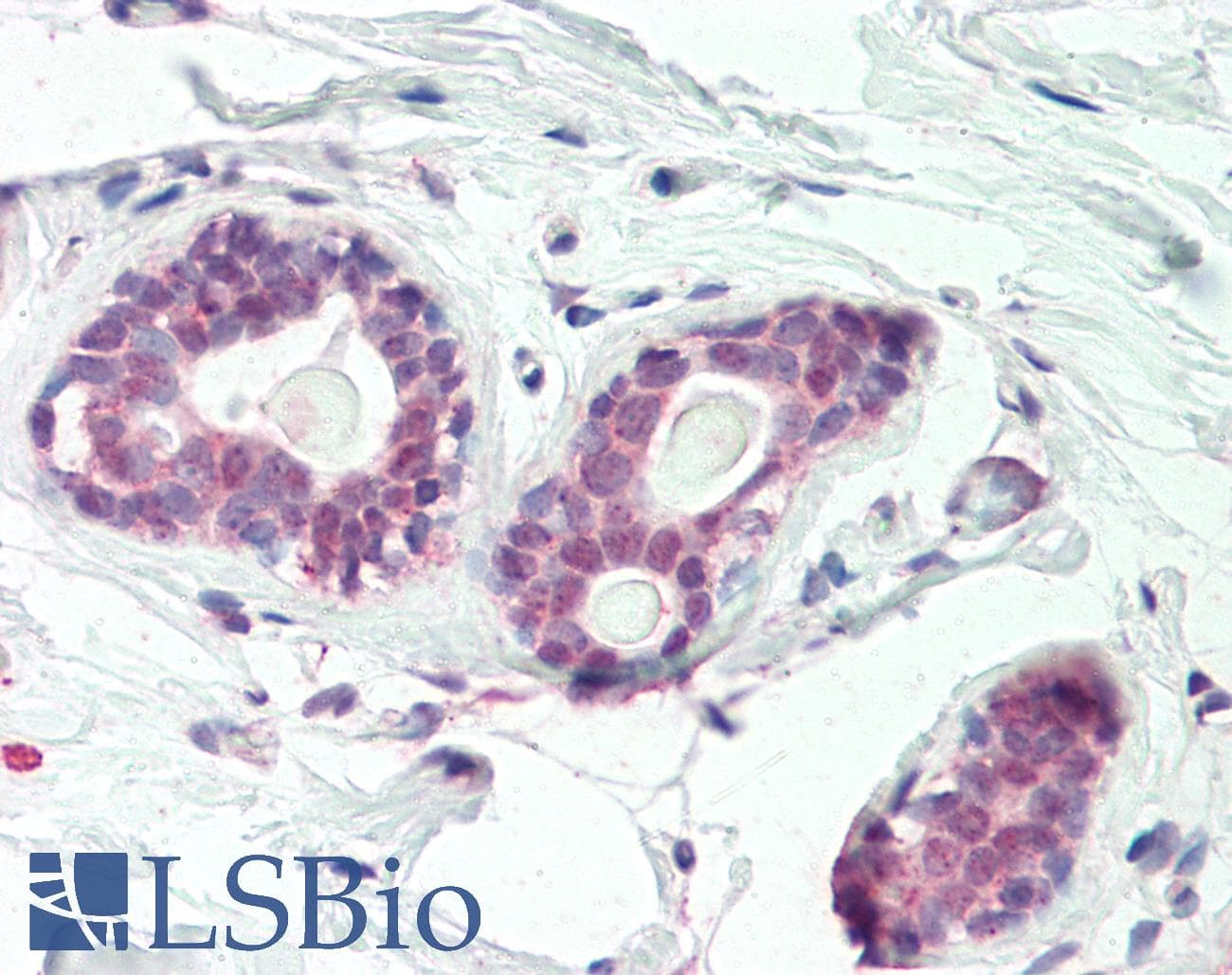 IHC-plus™ HOXC10 Antibody (aa175-188)