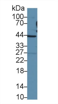 TAZ Antibody (aa154-292)
