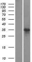 SCRT1 / SCRT Protein (Over-Expression Lysate Myc-DDK (Flag))