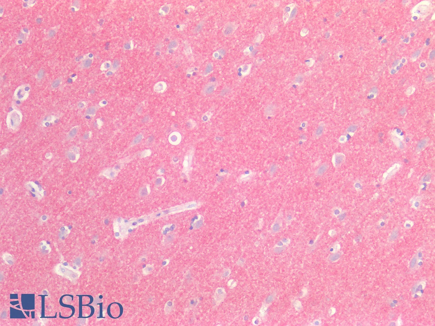 IHC-plus™ SIRPA / CD172a Antibody