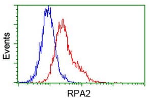 RPA2 / RFA2 / RPA34 Antibody (clone OTI8B3)