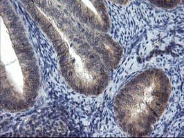 MRPS27 Antibody (clone OTI3D9)