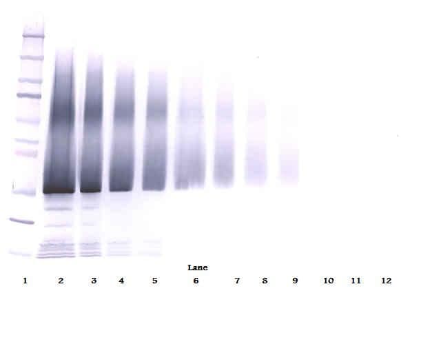 IHC-plus™ IGFBP5 Antibody