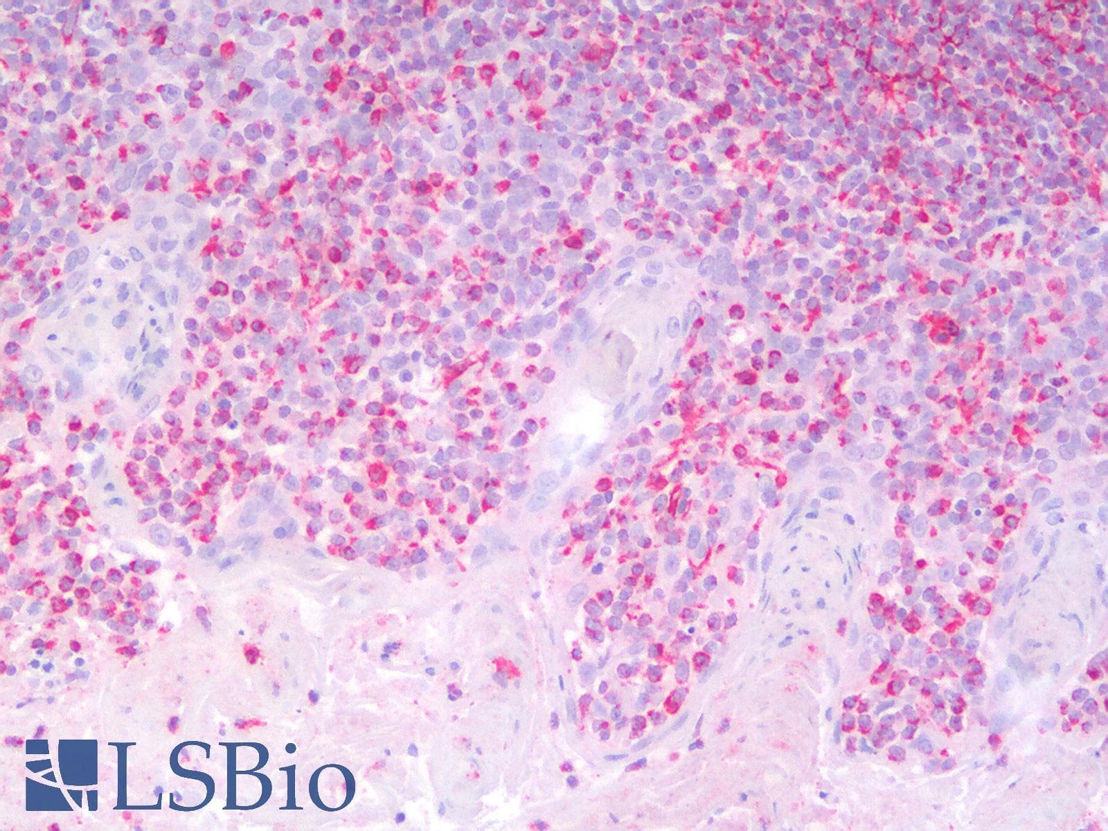 PathPlus™ Polyclonal Rabbit anti-Mouse Vimentin Antibody (IHC, WB)