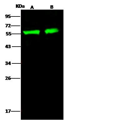 p56lck / LCK Antibody (Preservative Free)
