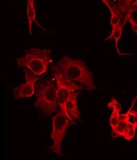 FAP Alpha Antibody