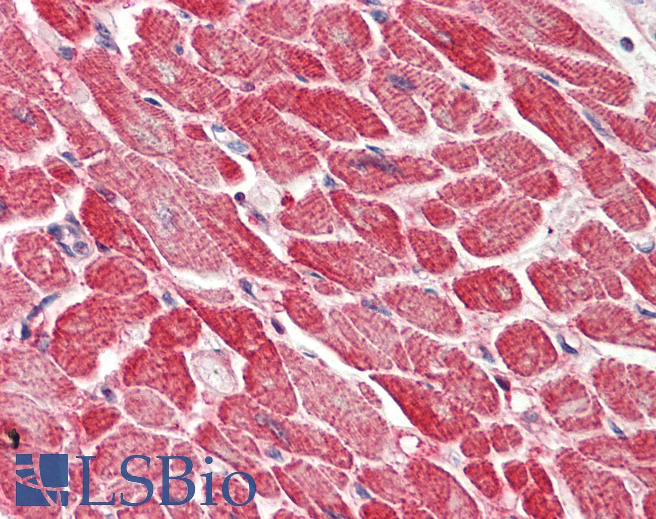 AK1 / Adenylate Kinase 1 Antibody (aa108-157)