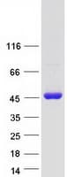 Human TCEA3 Protein (Recombinant Myc-DDK (Flag))