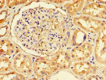 TCF11 / NFE2L1 Antibody