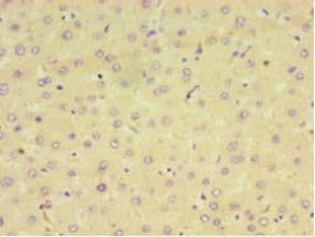 CPVL Antibody (aa23-476)