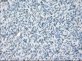 LTA4H / LTA4 Antibody (clone OTI2C5)