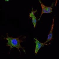 SMAD5 Antibody (clone 3H9)