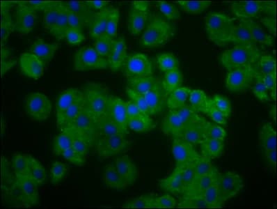 PANX3 / Pannexin 3 Antibody