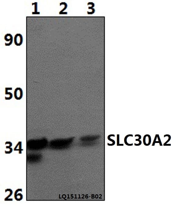 SLC30A2 Antibody