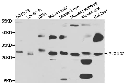 PLCXD2 Antibody