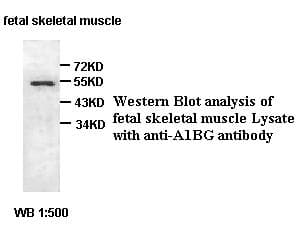 A1BG Antibody
