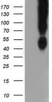 CD80 Antibody (clone OTI2H1)